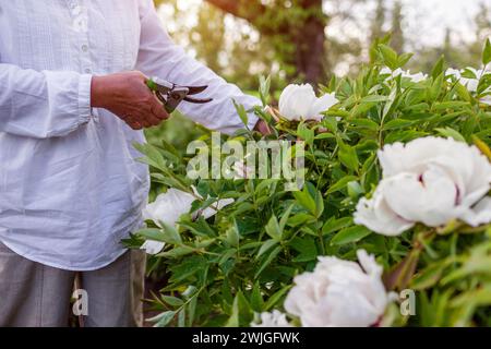 Gardener picking tree peonies flowers in spring garden. Woman cutting stem with pruner. Gardening. Close up of white bloom Stock Photo