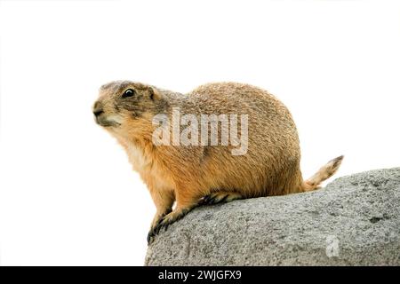 black tailed prairie dog  isolated on white background Stock Photo