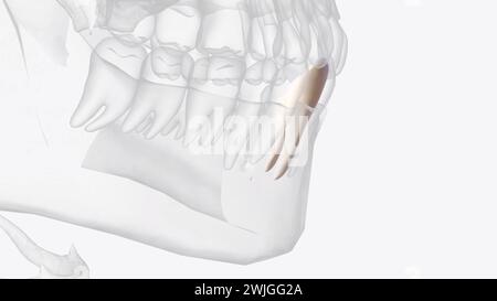 The crown of the mandibular canine usually presents proportionally ...