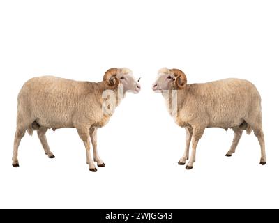 two white ram isolated on white background Stock Photo