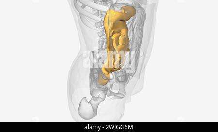 Mesentery anatomy, illustration. The mesentery is an organ in the ...