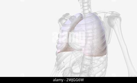 The parietal pleura covers the internal surface of the thoracic cavity ...