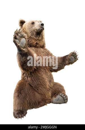 brown bear stands on its hind legs on a white background Stock Photo