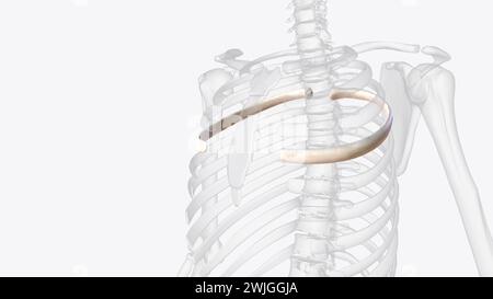 Fractures of the: 4th-10th ribs are the most common 1st-3rd ribs are associated with high-energy trauma  3d illustration Stock Photo