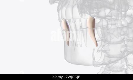 The crown of the mandibular canine usually presents proportionally ...