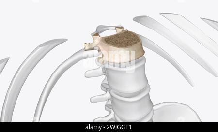 Twelfth thoracic vertebra 3D medical Stock Photo