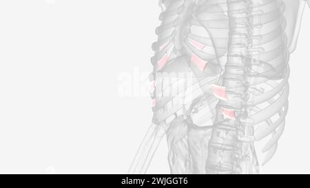 Ligaments of interchondral joints 3d 3d illustration Stock Photo - Alamy