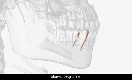 Mandibular second premolars have three cusps  3d illustration Stock Photo