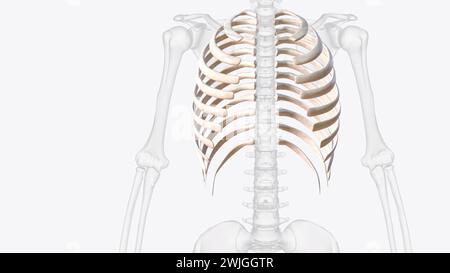 The rib cage consists of 24 ribs (2 sets of 12), which are attached to ...