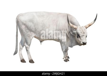 Hungarian gray bull isolated on a white background Stock Photo