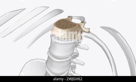 Twelfth thoracic vertebra 3D medical Stock Photo