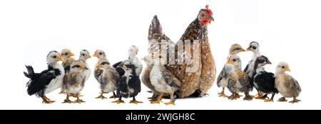 Hen and her chicks isolated on a white background Stock Photo