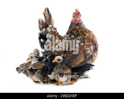 Hen and her chicks isolated on a white background Stock Photo