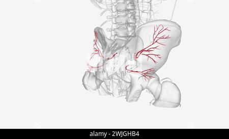 The inferior gluteal artery is a terminal branch of the internal iliac artery supplying the gluteal and thigh regions  3d illustration Stock Photo