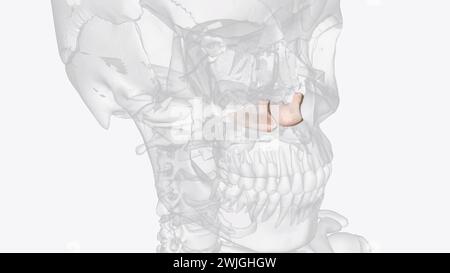 The inferior nasal concha is one of the three paired nasal conchae in ...