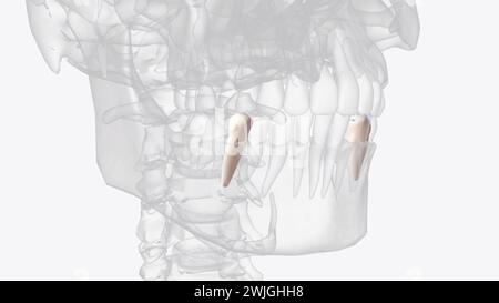 Mandibular second premolars have three cusps 3d illustration Stock ...