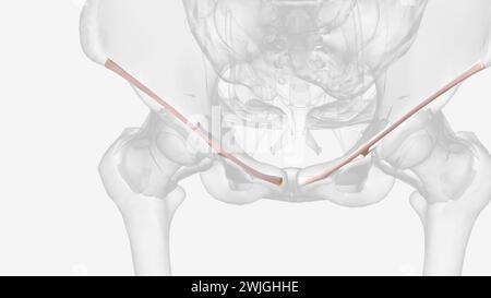 The iliolumbar ligament is a strong band of connective tissue and one of the three vertebropelvic ligaments  3d illustration Stock Photo