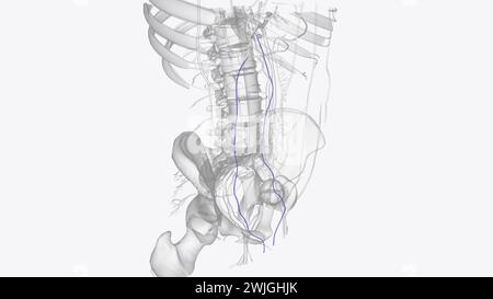 The testicular vein (or spermatic vein), the male gonadal vein, carries ...