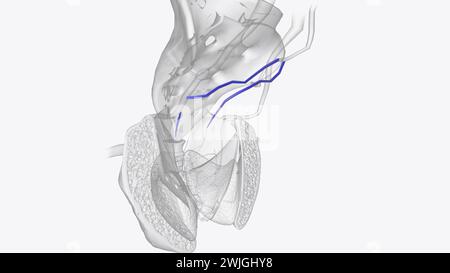 The superior rectal vein, or superior hemorrhoidal vein, connects veins surrounding the rectum to the inferior mesenteric vein 3d illustration Stock Photo