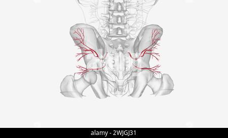 The inferior gluteal artery is a terminal branch of the internal iliac artery supplying the gluteal and thigh regions  3d illustration Stock Photo