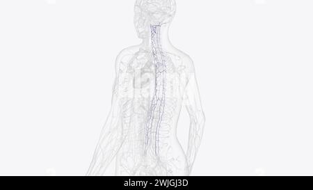 The external vertebral venous plexuses are composed of the anterior and ...