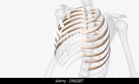 The true ribs include rib pairs 1-7, with each rib articulating ...