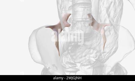 The iliolumbar ligament is a strong band of connective tissue and one of the three vertebropelvic ligaments  3d illustration Stock Photo