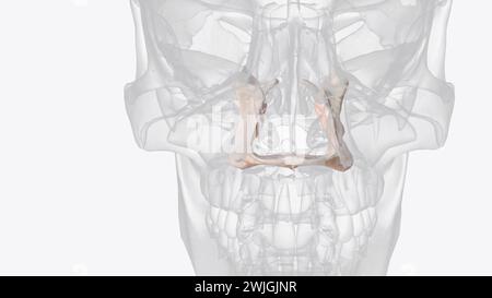 The palatine bone (os palatinum) is a paired, L-shaped facial bone that ...