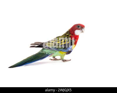 parrot Rosella parrot isolated on white background Stock Photo
