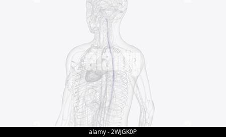 The spinal veins are situated in the pia mater and form a minute ...