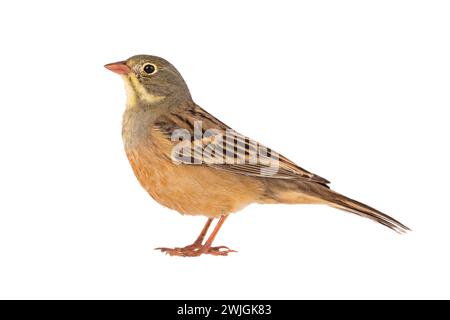 ortolan (Emberiza hortulana) isolated on a white background in studio shot Stock Photo