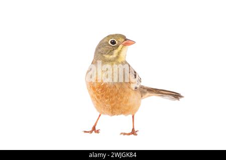 ortolan (Emberiza hortulana) isolated on a white background in studio shot Stock Photo