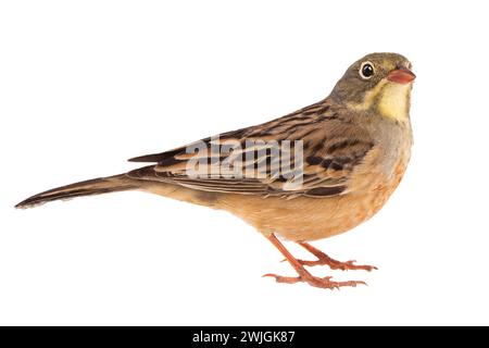 ortolan (Emberiza hortulana) isolated on a white background in studio shot Stock Photo