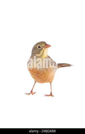 ortolan (Emberiza hortulana) isolated on a white background in studio shot Stock Photo