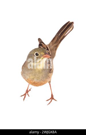 ortolan (Emberiza hortulana) isolated on a white background in studio shot Stock Photo