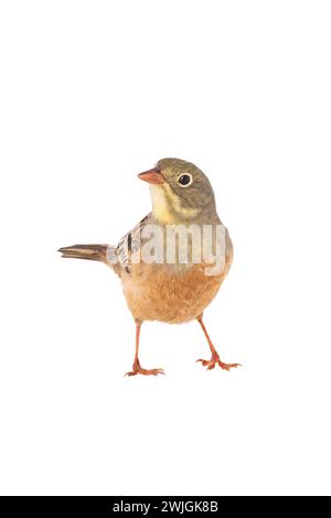 ortolan (Emberiza hortulana) isolated on a white background in studio shot Stock Photo