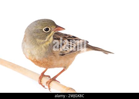 ortolan (Emberiza hortulana) isolated on a white background in studio shot Stock Photo