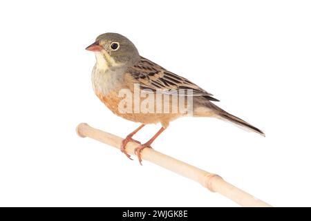 ortolan (Emberiza hortulana) isolated on a white background in studio shot Stock Photo