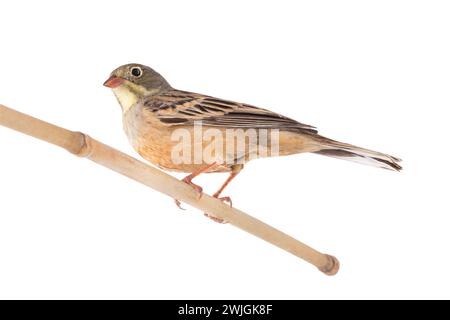ortolan (Emberiza hortulana) isolated on a white background in studio shot Stock Photo