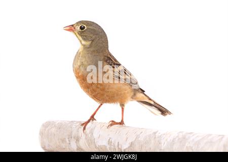 ortolan (Emberiza hortulana) isolated on a white background in studio shot Stock Photo