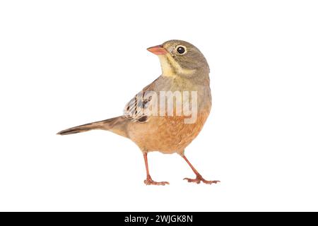 ortolan (Emberiza hortulana) isolated on a white background in studio shot Stock Photo
