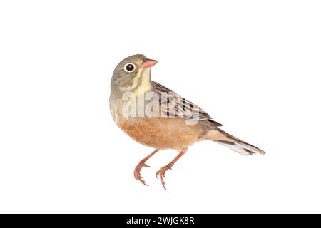 ortolan (Emberiza hortulana) isolated on a white background in studio shot Stock Photo