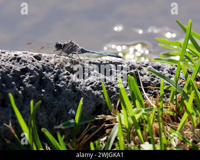 dragon fly standing on a rock on a sunny day Stock Photo