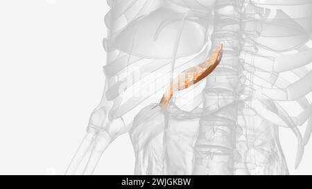 The lesser omentum is the double layer of peritoneum that extends from the liver to the lesser curvature of the stomach  3d illustration Stock Photo