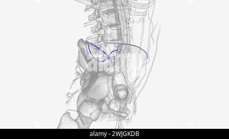 The iliolumbar vein is the vena comitans of the iliolumbar artery 3d ...