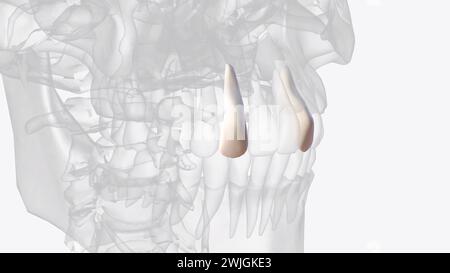 The Maxillary Lateral Incisors Are A Pair Of Upper (maxillary) Teeth 