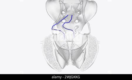 The superior rectal vein, or superior hemorrhoidal vein, connects veins surrounding the rectum to the inferior mesenteric vein 3d illustration Stock Photo