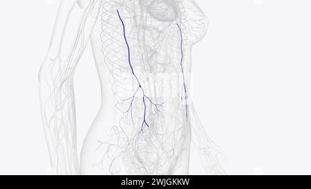 The thoracoepigastric vein provides a communication between the ...