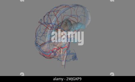 Anterior inferior cerebellar artery 3d illustration Stock Photo - Alamy