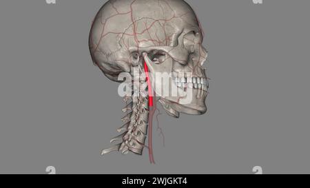 The occipital artery is a branch of the external carotid artery that provides arterial supply to the back of the scalp, sternocleidomastoid muscles 3d Stock Photo